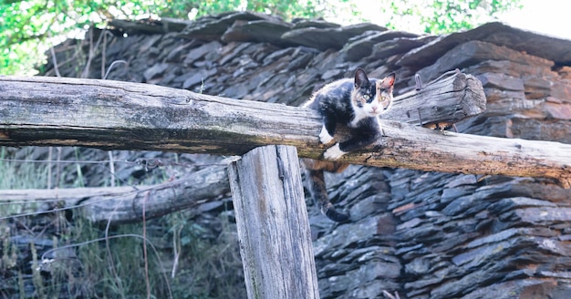 Gato abraçado em um tronco de madeira olhando para a câmera Copiar espaço