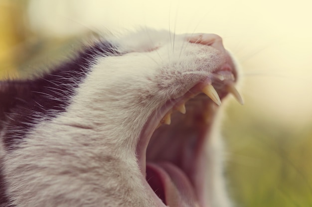 gato abriendo la boca mientras bosteza