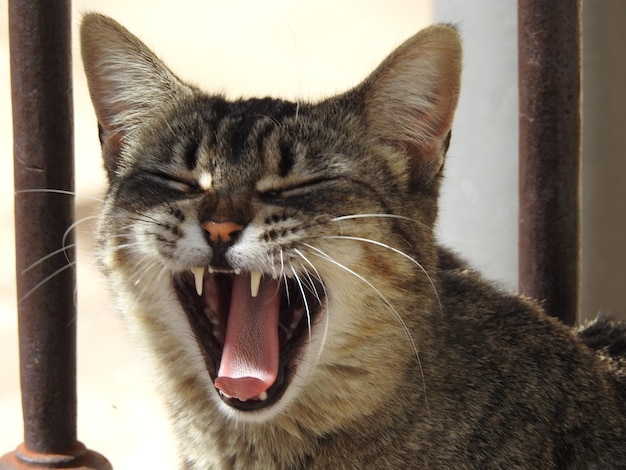 Foto un gato abriendo la boca