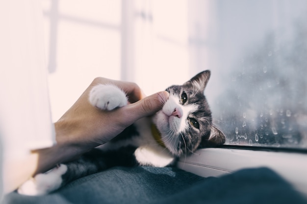 Gato acariciado à mão