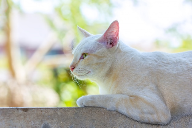 Gato acostado afuera