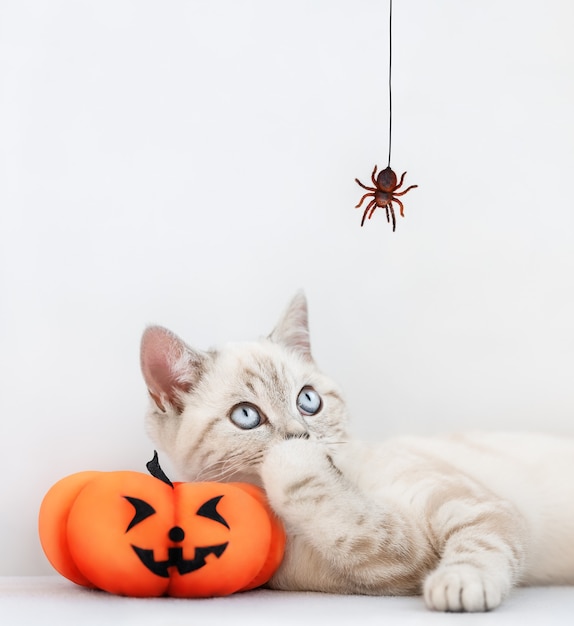 Gato acostado con calabaza de juguete mira la araña que cuelga sobre él sobre el fondo gris claro