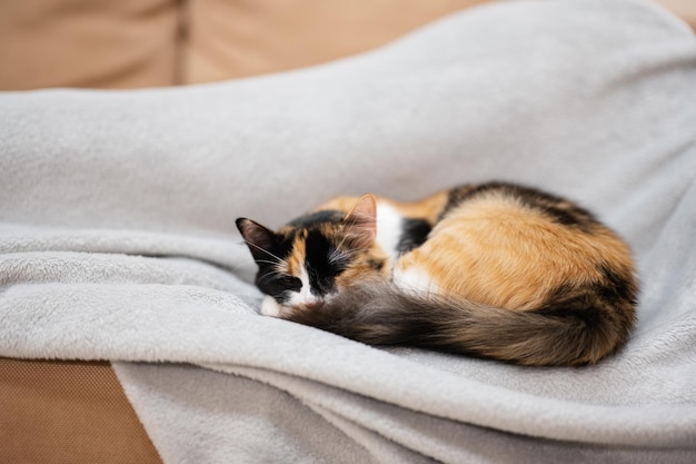 Gato acostado en la cama en casa en tela escocesa gris