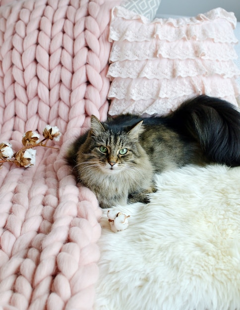 Foto gato acostado en la cama manta a cuadros gigantes piel dormitorio invierno vibes cosenos relájese