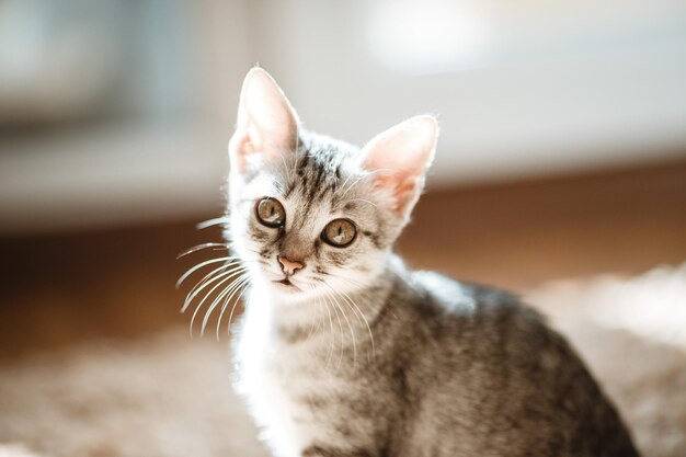 El gato acostado en casa con un bonito color de fondo Gato durmiendo en casa sobre un fondo claro borroso Los gatos descansan después de comer