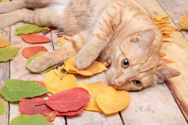 Gato acostado cerca de hojas de otoño en madera