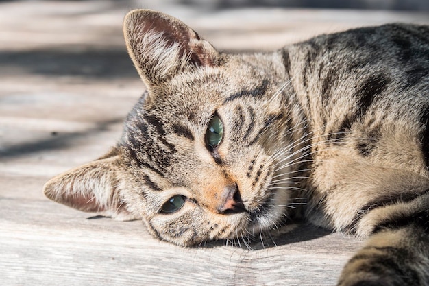 Gato acostado descansando al sol