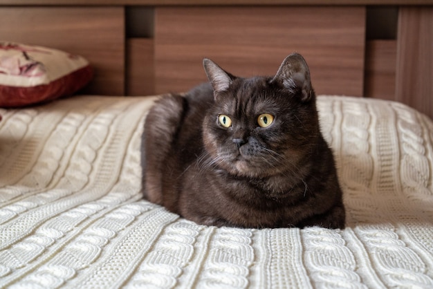 Gato acostado en el dormitorio en la cama cubierta con una manta de punto blanco