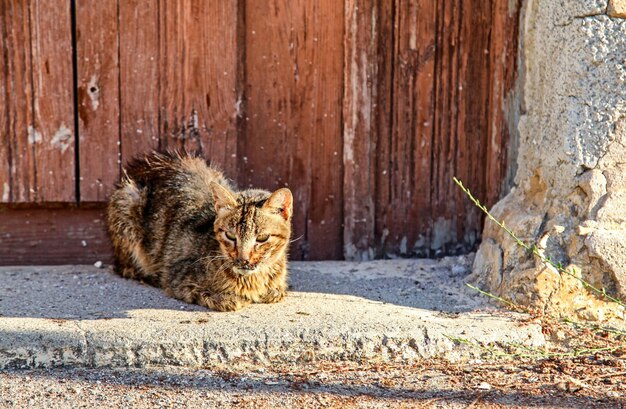 Gato acostado frente a las puertas