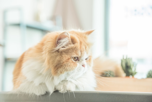 Gato acostado en la mesa en una casa