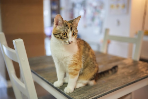 Gato acostado en una mesa de madera mirando a la cámara