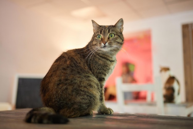 Gato acostado en una mesa de madera mirando a la cámara