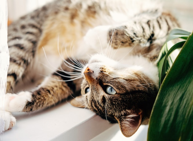 Foto el gato está acostado en el primer plano de la espalda