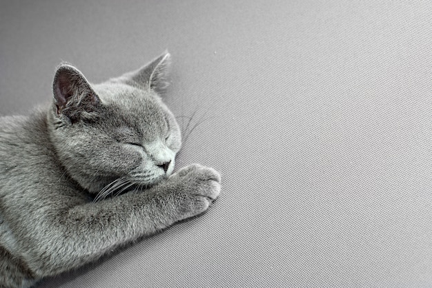 Foto gato acostado sobre fondo gris