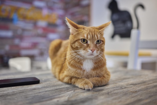 Gato acostado sobre una mesa de madera mirando a la cámara