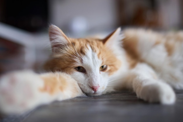 Gato acostado sobre una mesa de madera mirando a la cámara