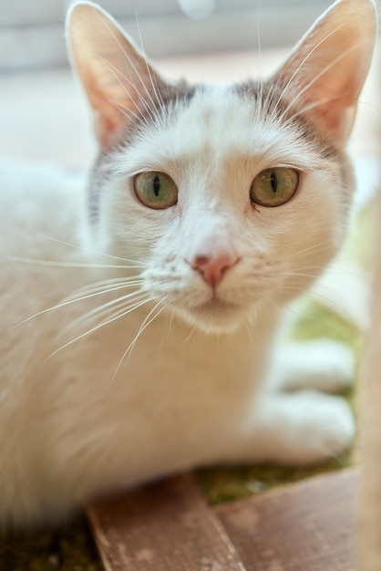 Gato acostado sobre una mesa de madera mirando a la cámara