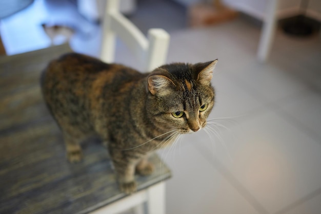 Gato acostado sobre una mesa de madera mirando a la cámara