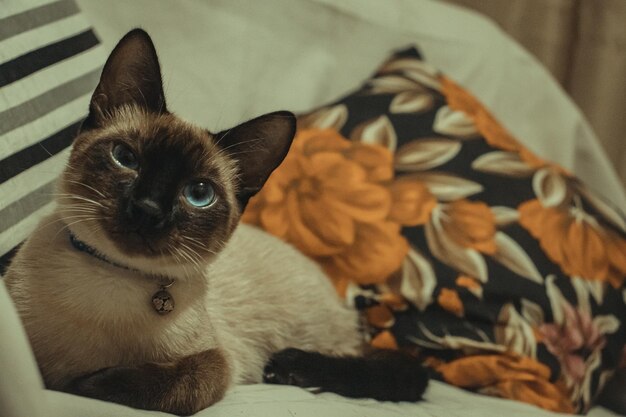 Un gato acostado en un sofá con una flor encima.