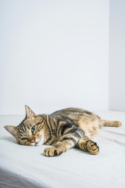 Foto un gato acostado en una superficie blanca con un fondo blanco