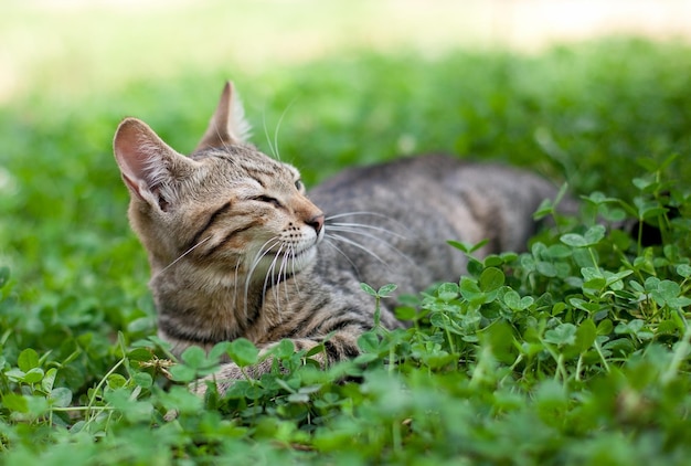 Gato acostado en trébol