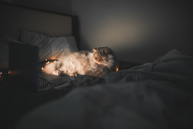 El gato se acuesta por la noche en una cama cerca de una computadora portátil y enciende un