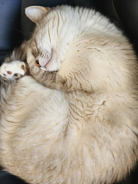 Un gato acurrucado en una silla con las patas hacia arriba.