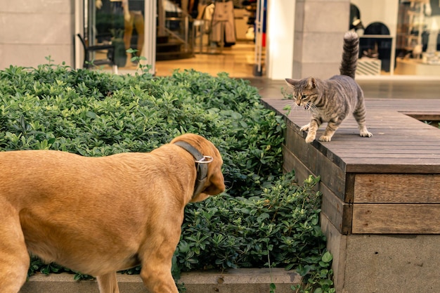 El gato adoptó una postura defensiva al acercarse a un perro en un entorno urbano.