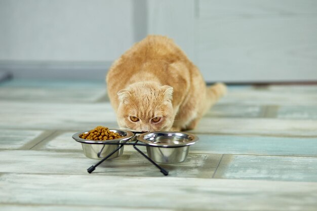 Gato adorable cerca de un cuenco de metal de comida crujiente seca en el interior de la casa Concepto de cuidado de mascotas Alimentación de animales domésticos Espacio para el texto
