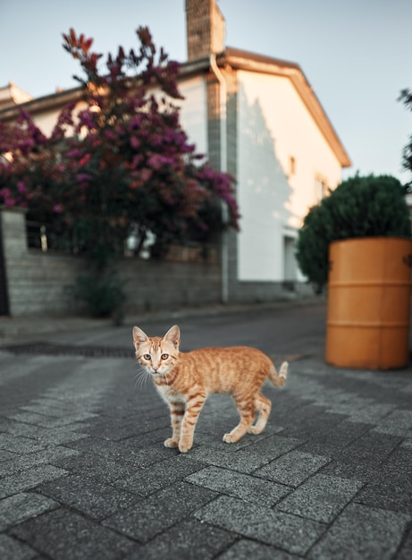 Gato adorable sin hogar en la calle de Estambul Turquía