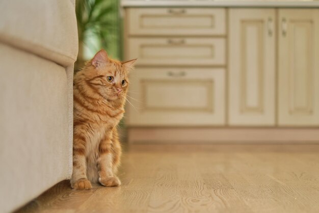 gato adorable en la sala de estar en el hogar espacio para el texto cocina en el fondo concepto de mascota linda gato sentado en el suelo en el hogar copiar el espacio de cerca mascota doméstica adorable