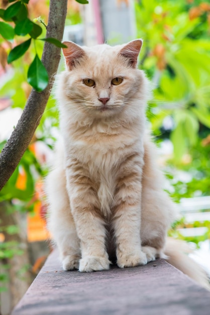 Gato, adorável animal e animal de estimação no jardim