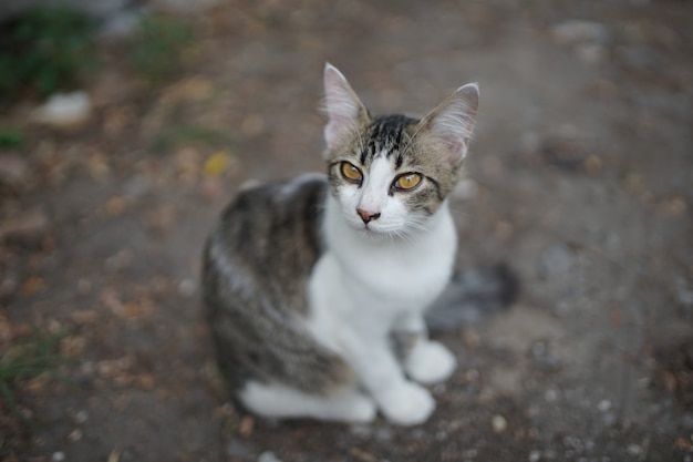 gato adorável está em outdor