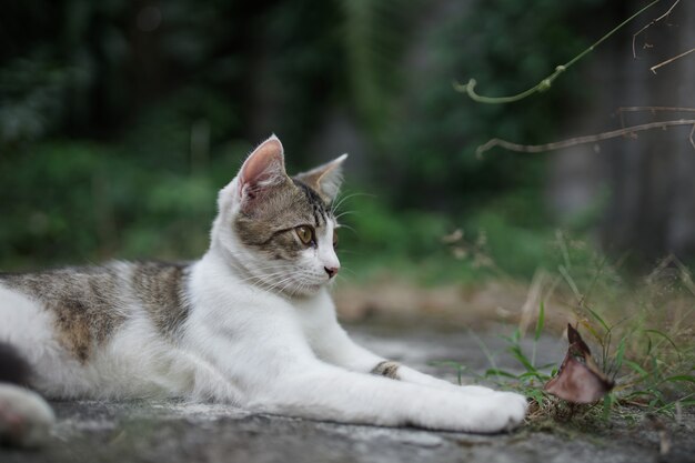 Foto gato adorável está em outdor