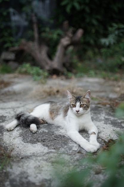 Gato adorável está em outdor