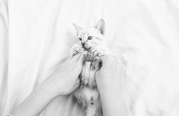 Gato adorável feliz gatinho fofo nas mãos de uma garota mulher está brincando com as mãos com um gatinho fofo gatinho branco fofo na cama cuidar da amizade de gatinho pequeno entre humanos e animais de estimação apenas se divertir