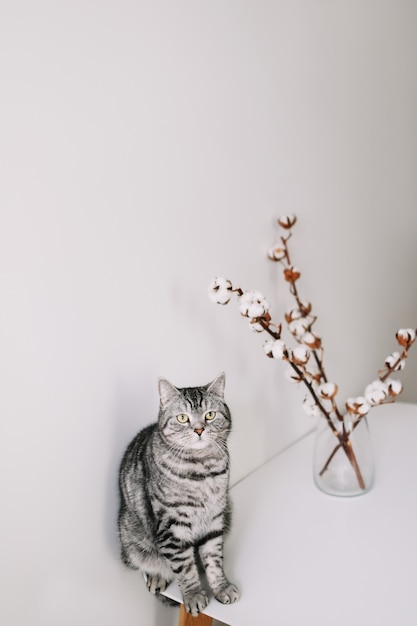 gato adorável posando com flores em uma superfície branca dentro de casa