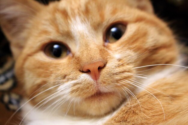 Gato adorável vermelho e branco olhando para a câmera Gatinho de gengibre no jardim Conceito de gatinho jovem