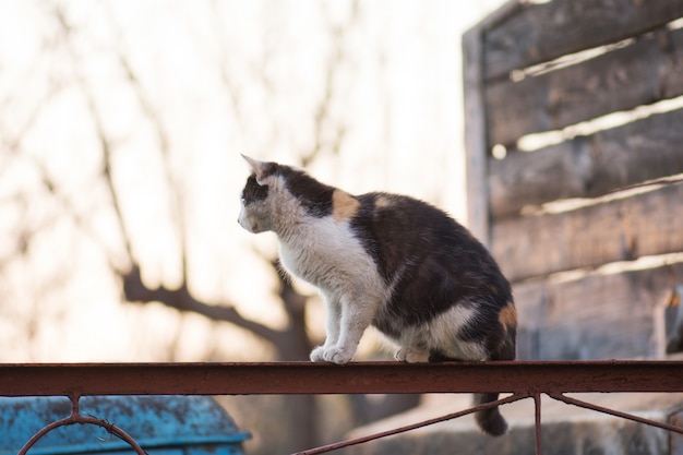 Gato adulto de la aldea en la granja