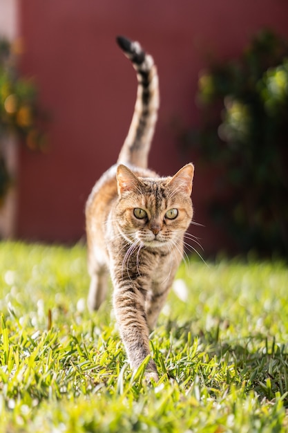 Foto gato adulto andando na grama e olhando para a câmera durante o dia ensolarado.