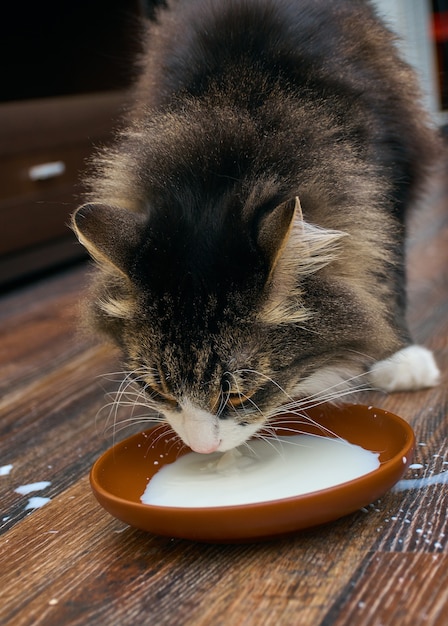 Foto gato adulto bebendo pires cheio de leite.