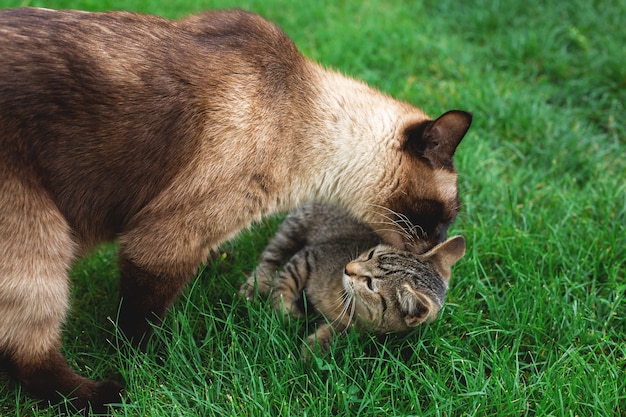 Gato adulto brincando com um gatinho na grama