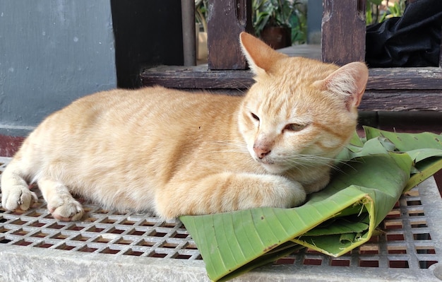 Foto gato adulto durmiendo en la mesa