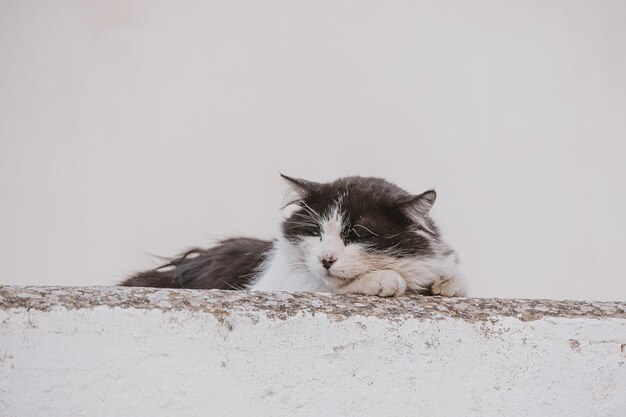 gato adulto em um fundo claro de uma casa de tijolos do lado de fora