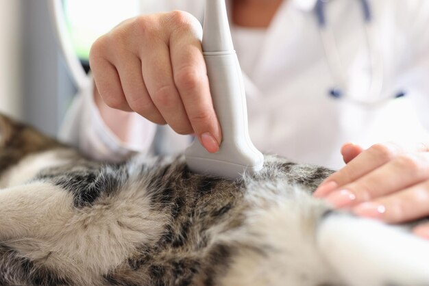 Gato adulto fazendo ultrassom em clínica veterinária