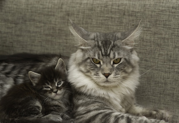 Un gato adulto con un gatito yacen juntos.