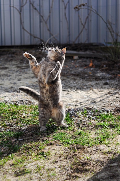 Un gato adulto gris está jugando en el patio El gato se para sobre sus patas traseras y atrapa un juguete