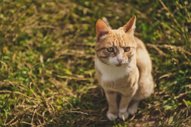 Gato adulto jengibre sentado en la hierba 9299