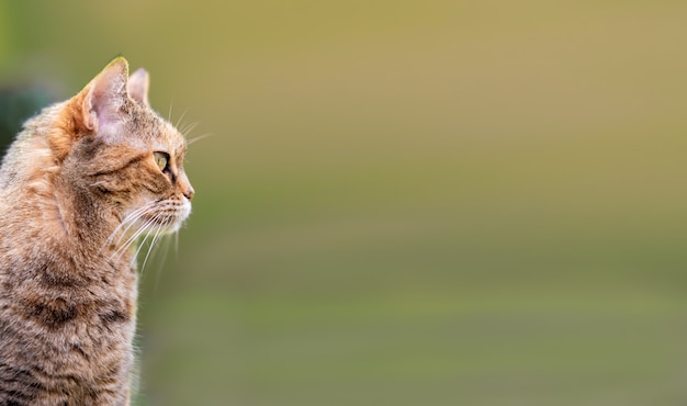 Gato adulto con ojos verdes sentado en el jardín y mirando al frente.