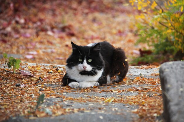 Gato adulto preto e branco no outono ao ar livre